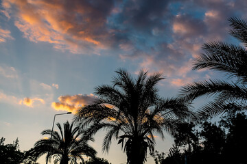 Black silhouette of a palm tree against a cloudy sky during sunset. Tropical evening with a palm tree against the background of the sky painted in different colors by the rays of the setting sun.