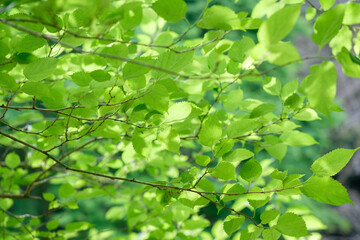 Fototapeta na wymiar 夏の木の葉