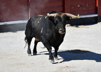 un toro bravo español en una plaza de toros durante un espectaculo taurino