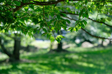 Fototapeta na wymiar 夏の木の葉