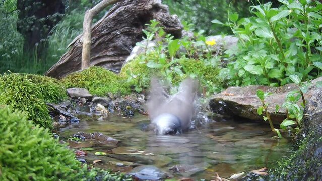 M&ouml;nchsgrasm&uuml;cke (Sylvia atricapilla) badet