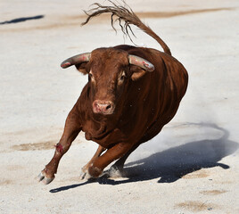 un toro bravo español en una plaza de toros durante un espectaculo taurino