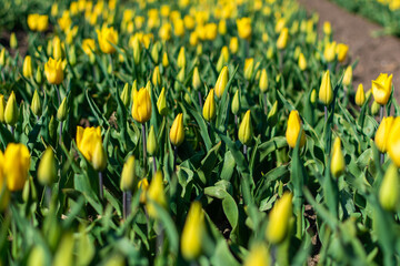 field of tulips