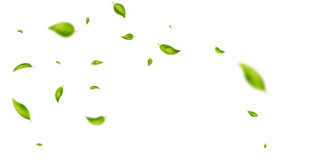 Green flying leaves wave. Organic cosmetic background. Natural herbal tea. Vegan, eco, bio design element. Leaf falling. Summer foliage ornament. Beauty product. Healthy food. Vector illustration © Liubov