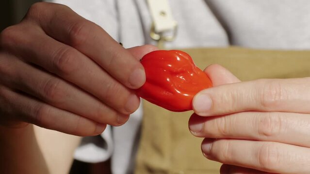 Red hot chili pepper in hand of chef man, close up holding peppers