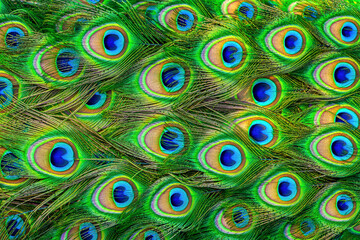 Pattern of bright multicolored peacock tail closeup. Abstract background vibrant tropical indian peafowl feather, selectuve focus