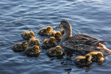 Mallards and ducklings in pool