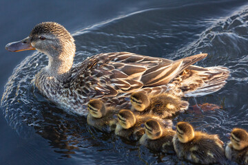 Mallards and ducklings in pool - 607950381