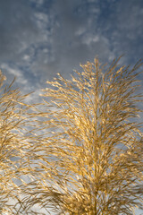 decorative pampas grass and grey clouds in the sky botanical close-up ornamental plant boho style