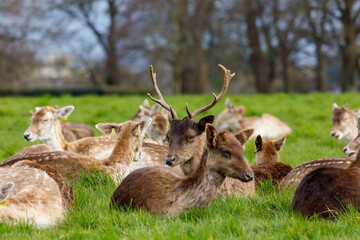 Deers relaxing at the Phoenix park in Dublin, Ireland