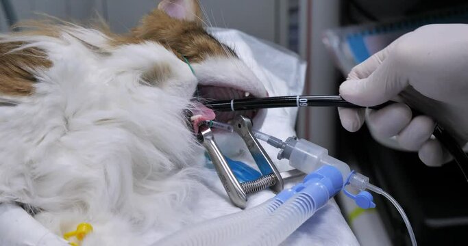 A cat with a disease of the digestive system applied for endoscopic examination. The veterinarian performs a cat gastroscopy under anesthesia. A gastroscope probe is inserted into the cat's mouth.