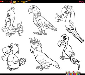 cartoon parrots birds animal characters set coloring page