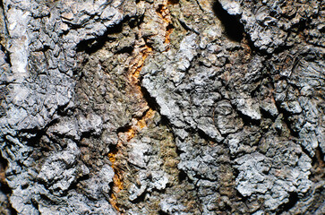 Old tree bark, texture, close-up