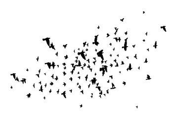 A flock of flying birds. Free birds. Vector illustration