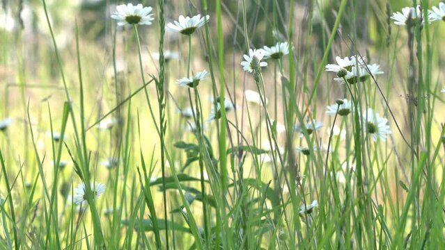 Ontario native wildflower meadow with white daisy flowers and flying bees and insects over green grass in Bronte Creek Provincial Park, Ontario, Canada