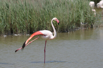 Marmotte Alpes Française