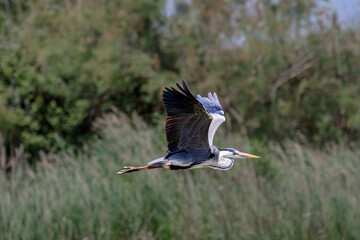 Photo volatile Camargue France