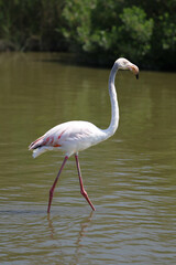 Marmotte Alpes Française