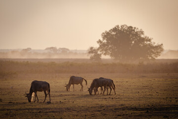 Fototapeta na wymiar Backlit photo of a dusky dusk scene as wildebeests graze - Amboseli National Park