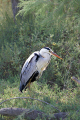 Photo volatile Camargue France