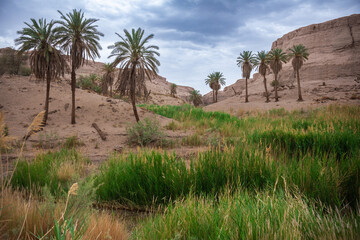 green oasis with palm trees and grass in the middle of a canyon in iran
