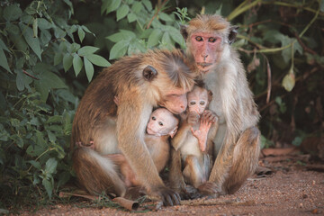 A family of toque macaques (Macaca sinica), old world monkeys, with two protective parents protecting their frightened young in Udawalawe National Park, Sri Lanka.