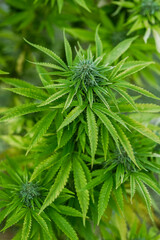 Marijuana background. Bush cannabis plant and bud