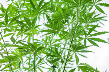 Fototapeta na wymiar marijuana cannabis