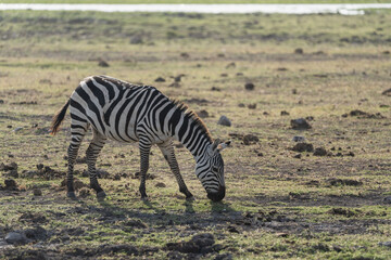 Fototapeta na wymiar Zebra grazes in Amboseli National Park Kenya Africa