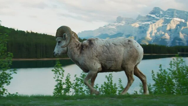 Big Horn Sheep Walking Past Mount Rundle in The Background at Sunset
