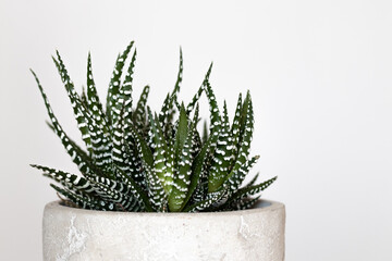Zebra Haworthia 