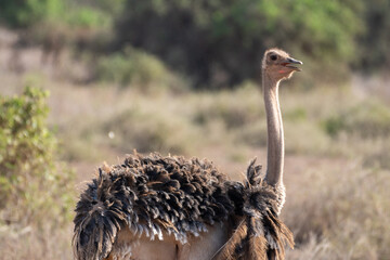 Ostrich with mouth open, Amboseli National Park Kenya