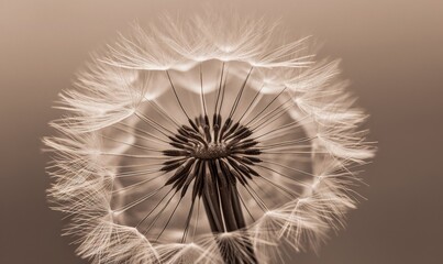  a black and white photo of a dandelion flower.  generative ai