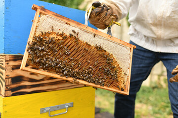 A beehive with bees. Close up macro.