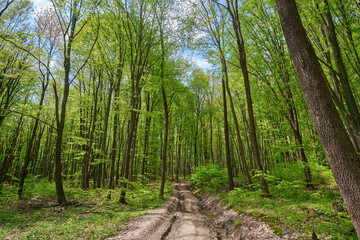Dirt road in the spring, green forest on a sunny, warm day.