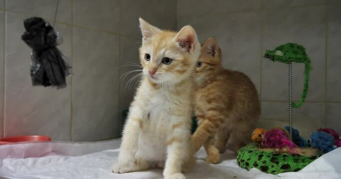 Homeless kittens play with a bow in a veterinary hospital. Cute kittens have fun in the veterinary clinic hunting for a bow. Two kittens are sitting in a cage in a veterinary hospital for treatment.