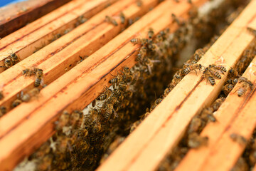 A beehive with bees. A box with bees