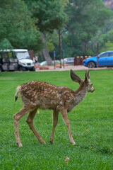 Naklejka na ściany i meble View of the baby deer at the park