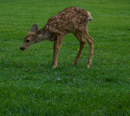 Naklejka na ściany i meble Close up shot of a baby deer at the park