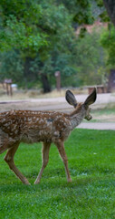 Close up view of a deer wandering around the park