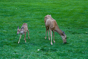 Naklejka na ściany i meble Shot of a deer and it's fawn at the park