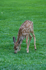 Naklejka na ściany i meble Baby deer eating grass at the park