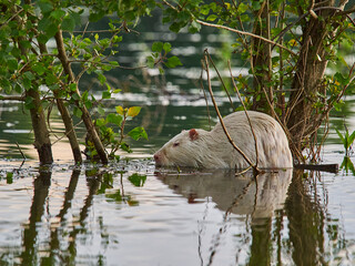 an albino Nutria, Myocastor coypus, also coypu, is a large, herbivorous, semiaquatic rodent, is an...