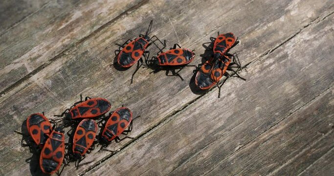 Pyrrhocoris apterus |  Groupes de gendarmes ou pyrrhocores sur un vieux tronc