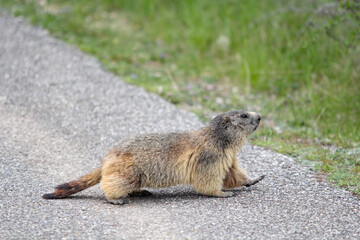 Marmotte Alpes Française