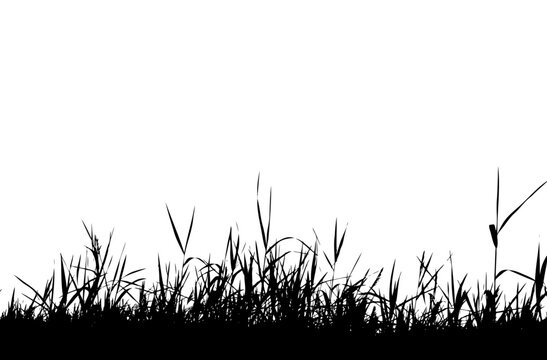 Grass silhouette black