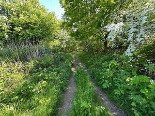 Obraz premium Old cart track, with flowering trees, wild plants, and grass, on a late spring day near, Marsh Lane, Halifax, UK