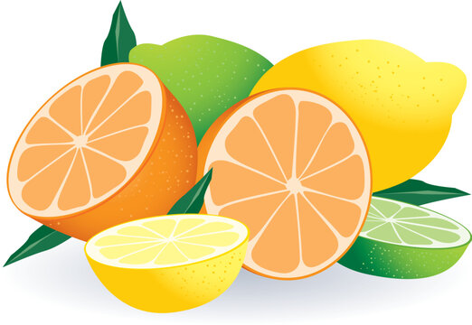 Vector illustration of a lemons, limes and oranges