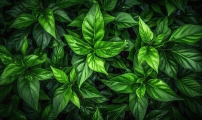  a green plant with lots of leaves on it's sides and a black background with a white spot in the middle of the picture.  generative ai