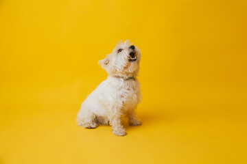 Young west highland white terrier on yellow background, west highland white terrier in studio